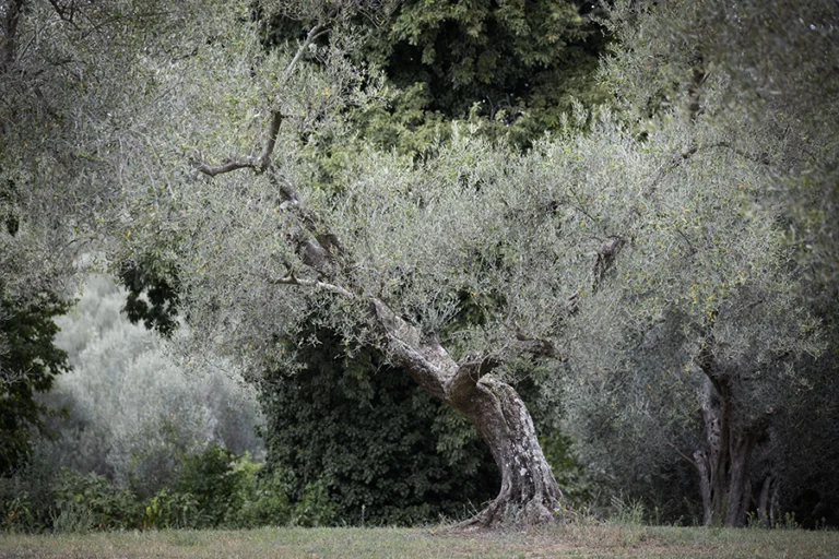 La coltura dell’olivo