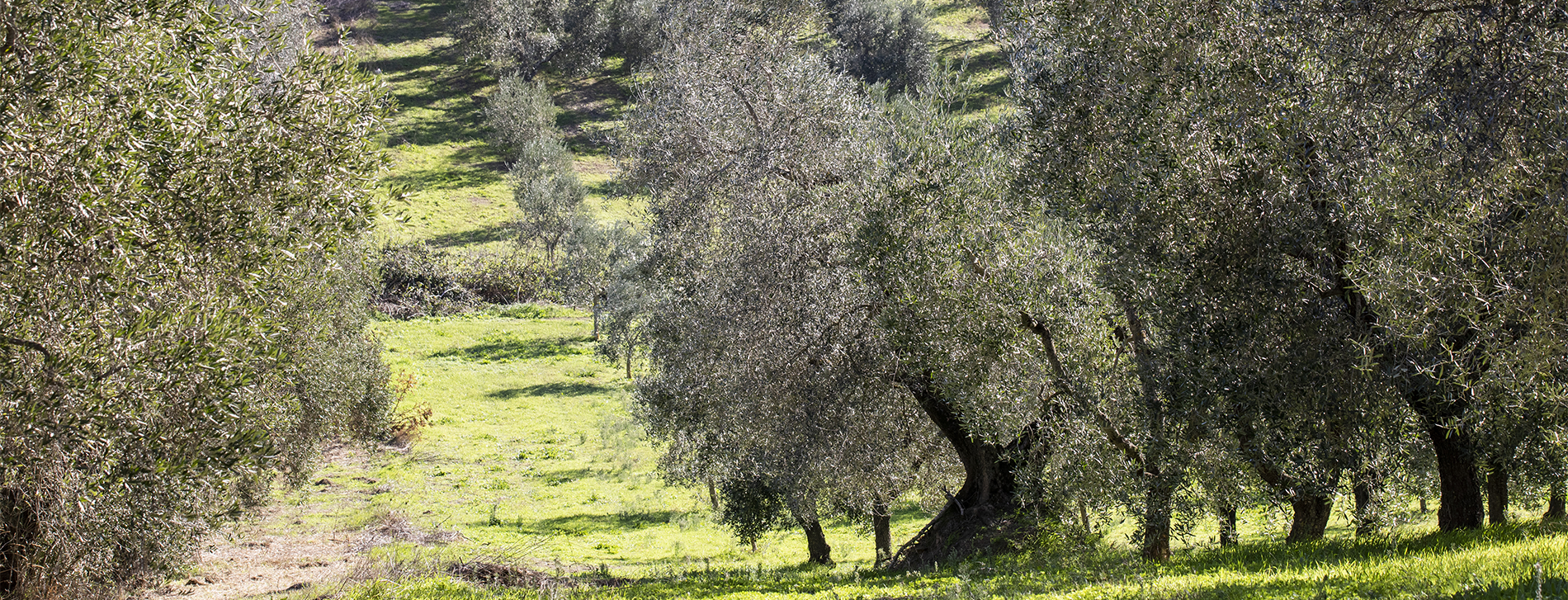 Olivicola di Canino